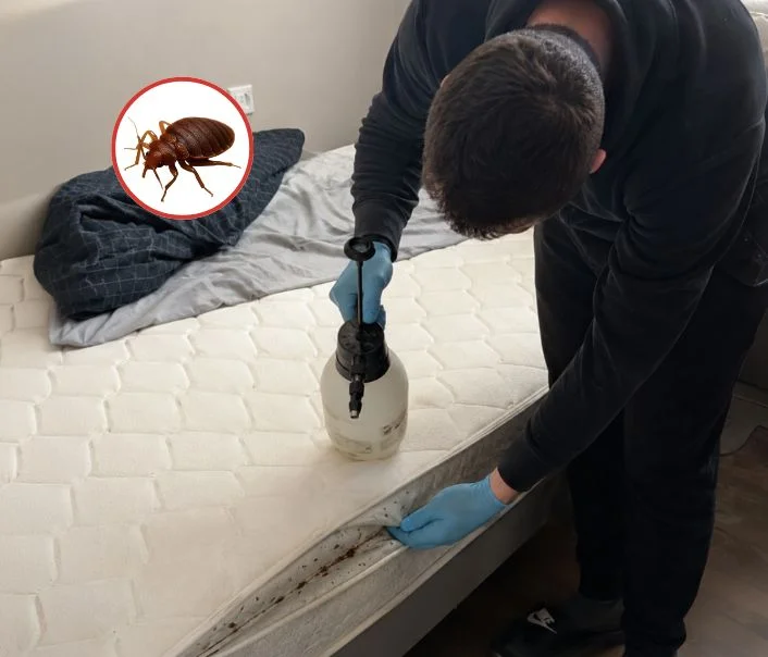 Technicien traitant un matelas contre les punaises de lit à Maule